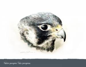 Halcón peregrino